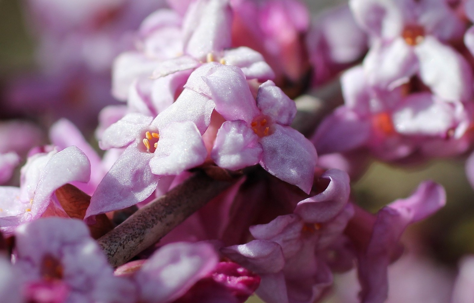 10 plantes à fleurs odorantes et parfumées
