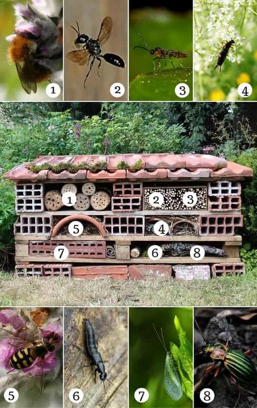 Installer un hôtel à insectes dans son jardin - Blog jardin