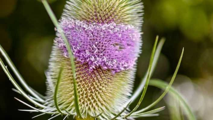 Plantes bisannuelles