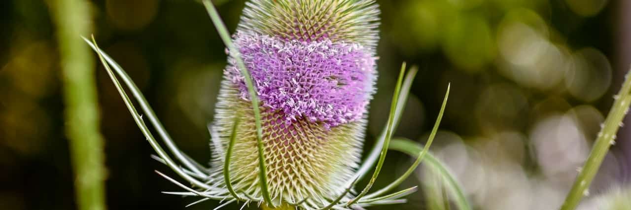 Plantes bisannuelles