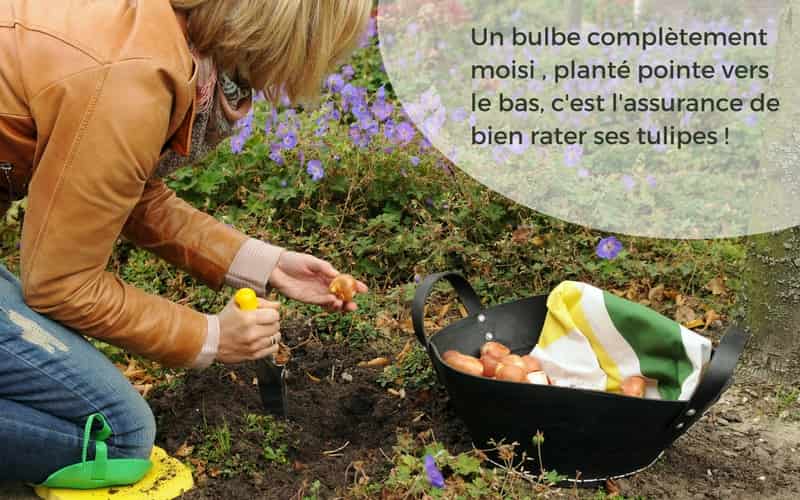 plantation des tulipes : sens du bulbe