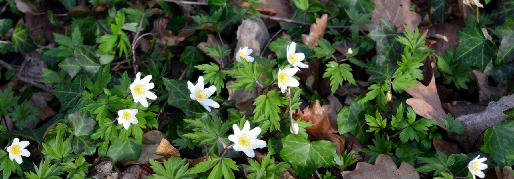 Petit cahier Fleurs vertes - La Mer à Bois