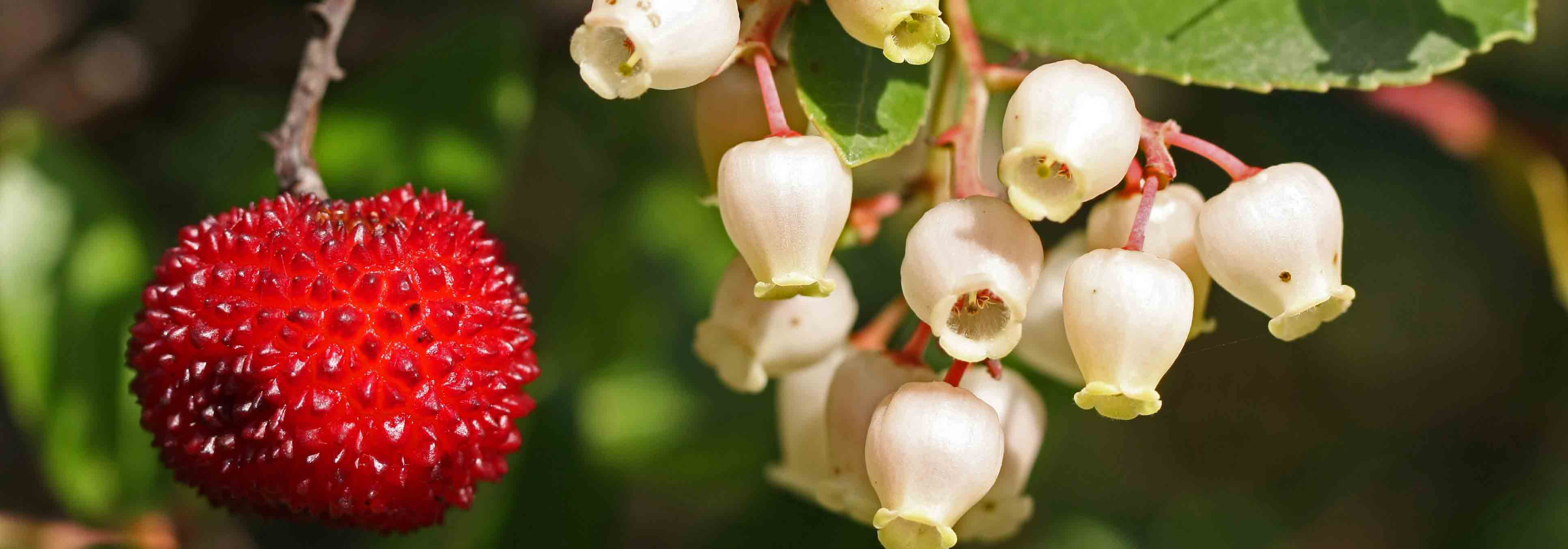 Arbousier, Arbutus : planter, tailler et entretenir