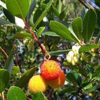 Arbousier, Arbutus : maladies et traitements