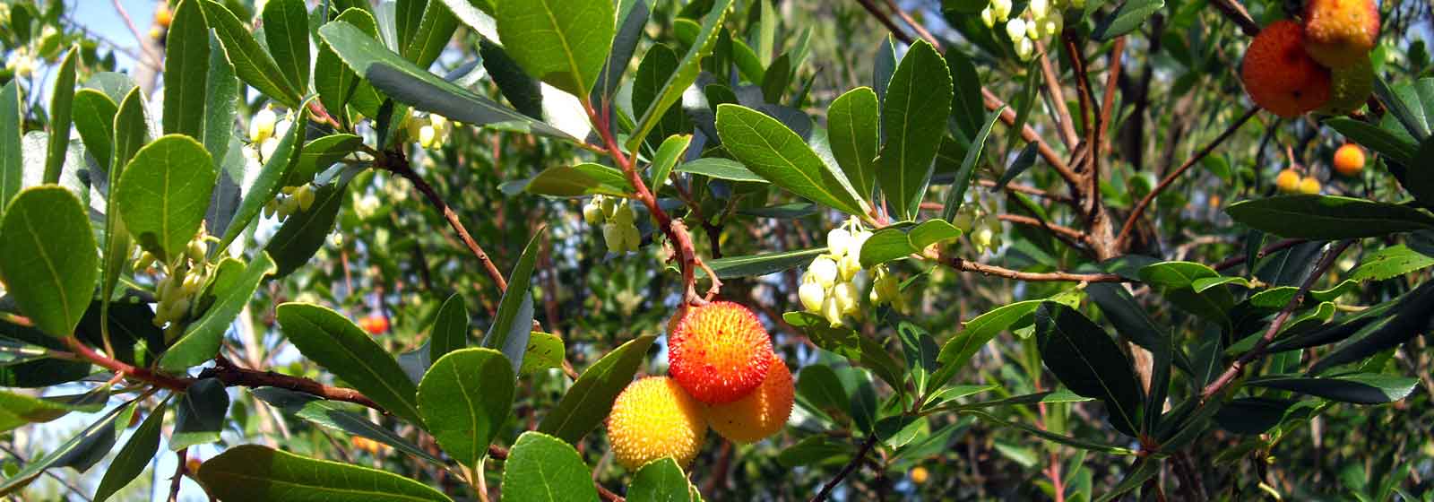 Arbousier, Arbutus : maladies et traitements