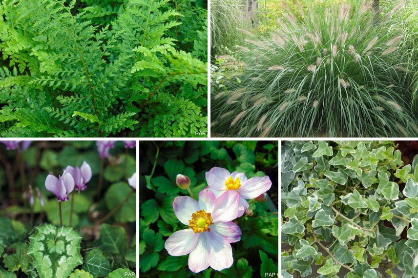 Anémones du Japon : 8 idées pour les associer au jardin