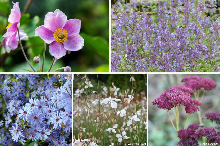 Anémones du Japon : 8 idées pour les associer au jardin