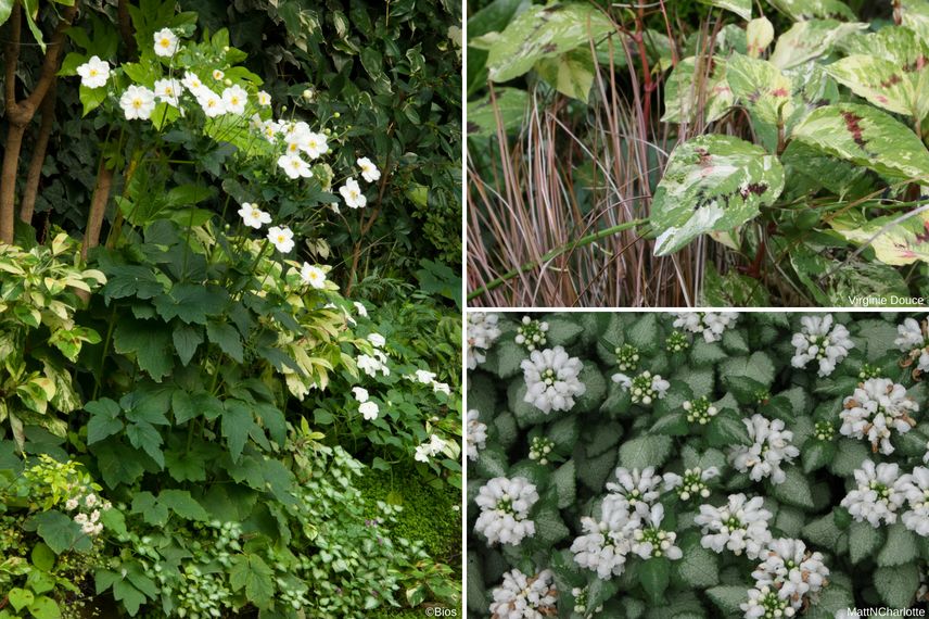 Anémones du Japon : 8 idées pour les associer au jardin