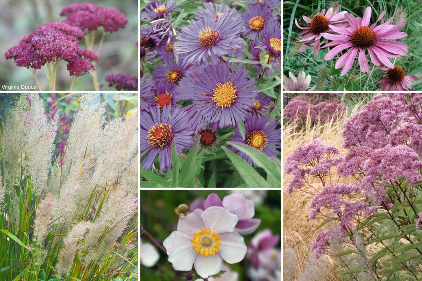 Associer l'anemone du Japon en automne