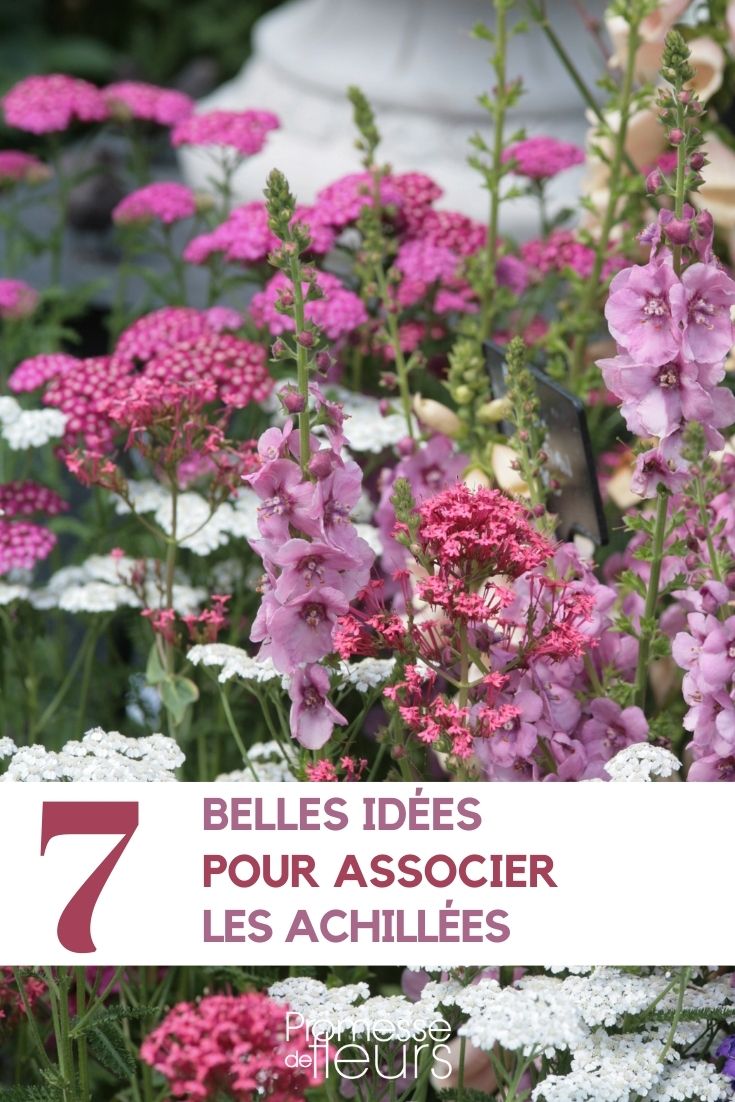 Associer les achillées