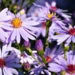 10 idées pour associer les Asters