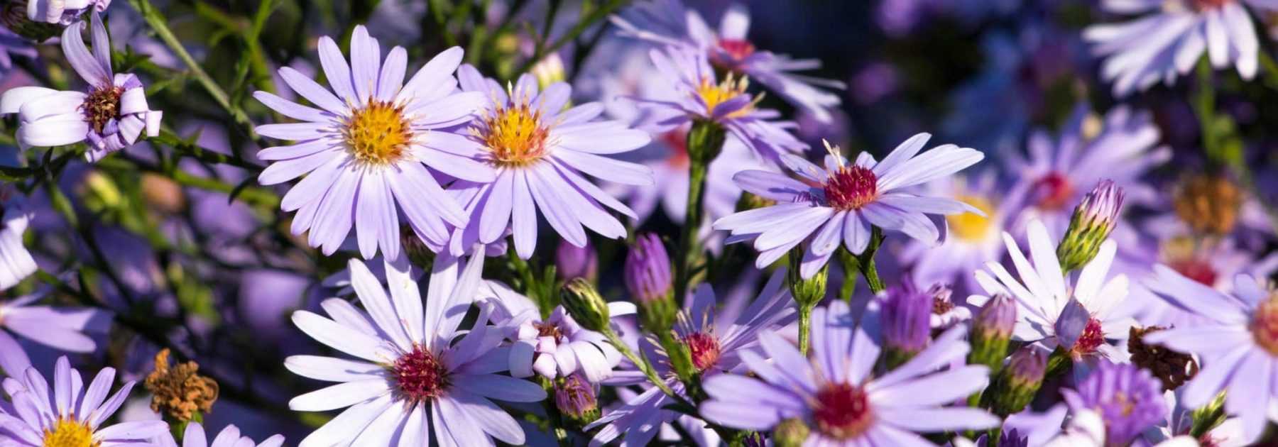 10 idées pour associer les Asters