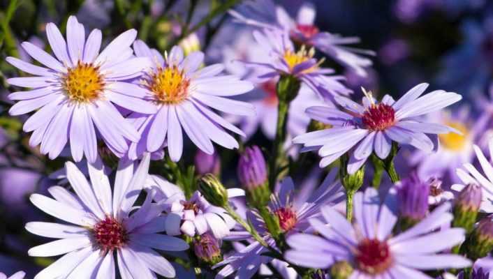 10 idées pour associer les Asters