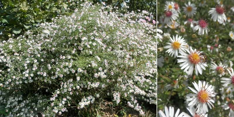 Aster Chloé : une très belle vivace