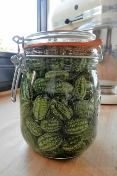 Le test du goût des cucamelons: les résultats! - Jardinier paresseux