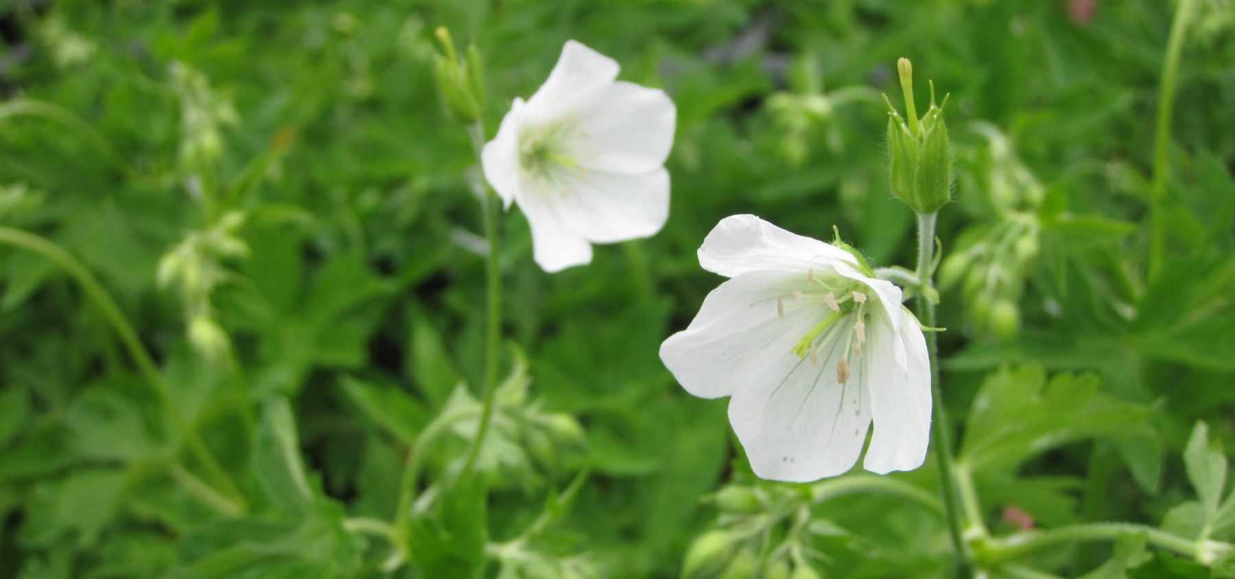 Géraniums vivaces : les 10 meilleurs blancs