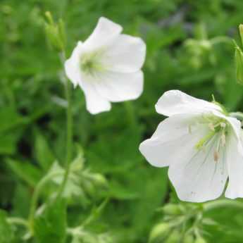 Géraniums vivaces : les 10 meilleurs blancs