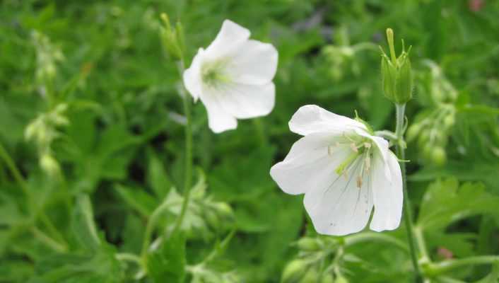 Géraniums vivaces : les 10 meilleurs blancs