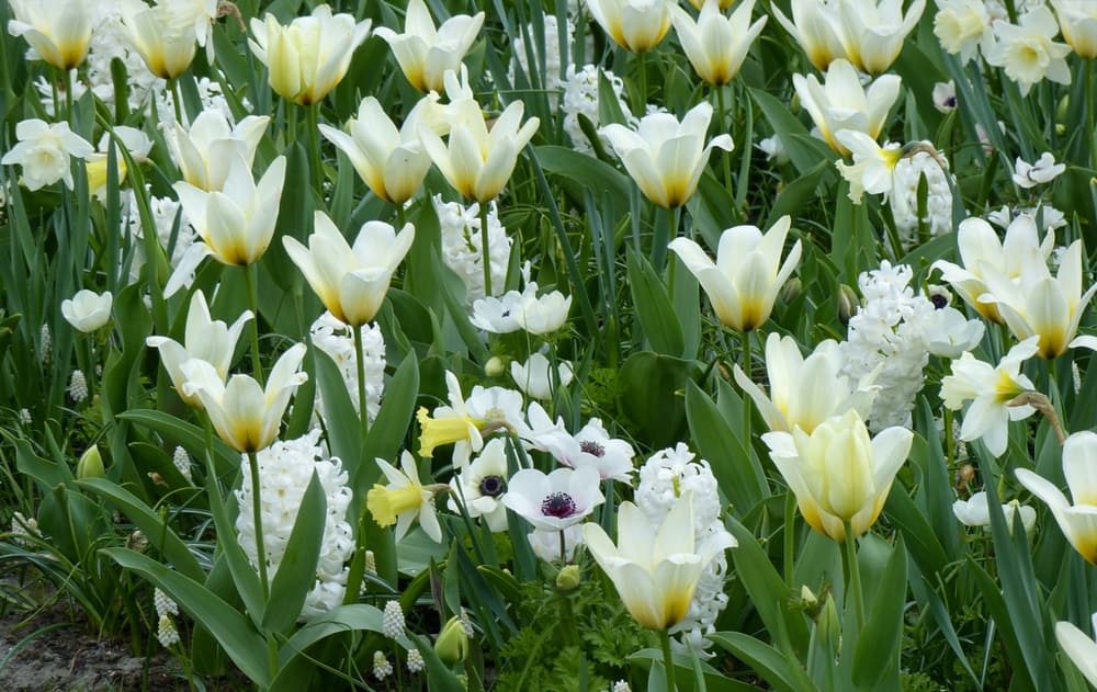 Une association de fleurs blanches : Narcisses, Tulipes, Jacinthes, Muscaris et Anémones