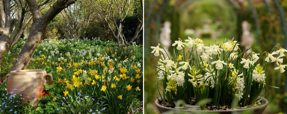 comment planter narcisse