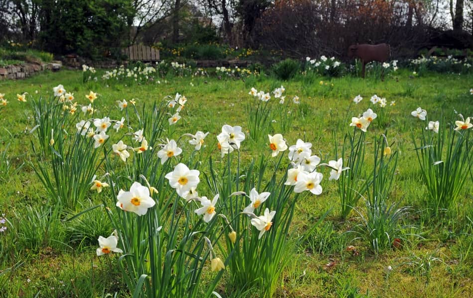 Narcisses : 8 idées d'associations réussies !