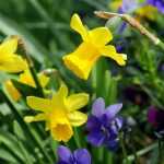 Narcisse ou jonquille : 8 idées d'associations