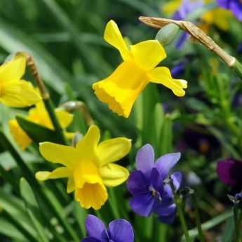 Narcisse ou jonquille : 8 idées d'associations