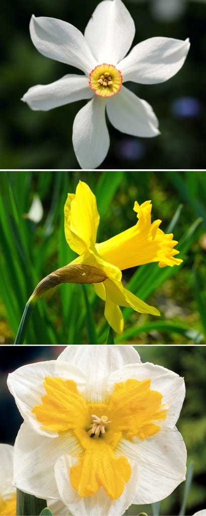 Le Narcisse des Poètes, la Jonquille des Bois et le narcisse 'Tricollet'