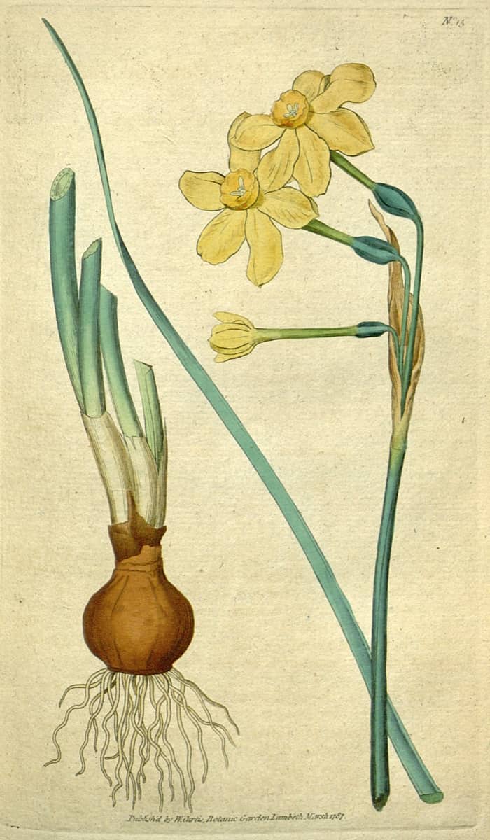 Une illustration botanique de la vraie jonquille, Narcissus jonquilla.