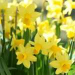 Les Narcisses ou jonquilles : Planter, Cultiver et Entretenir