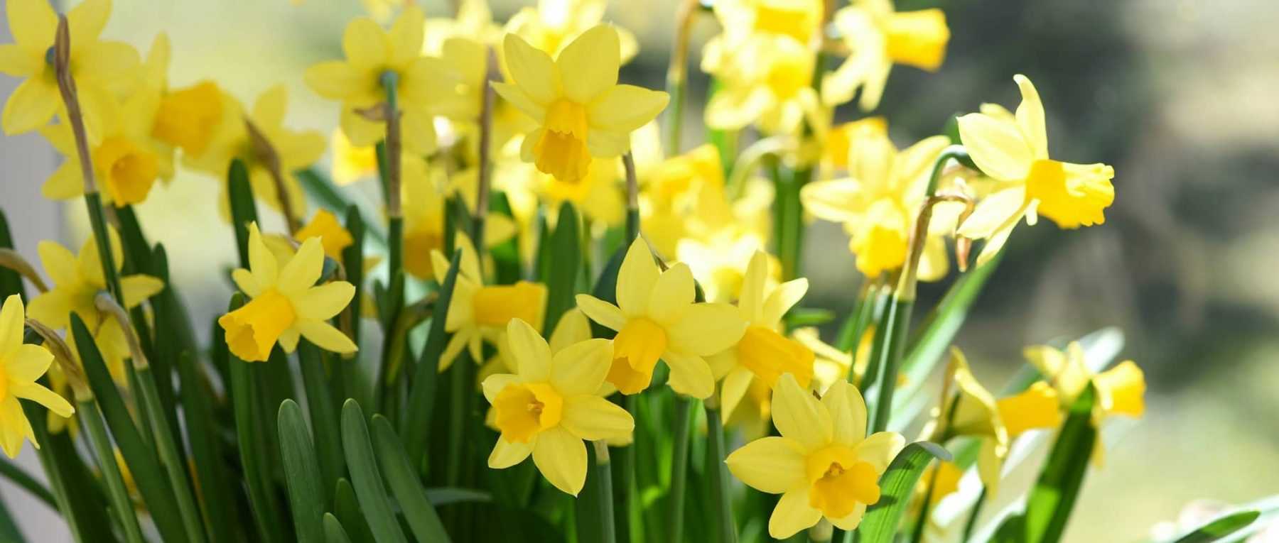 Les Narcisses ou jonquilles : Planter, Cultiver et Entretenir