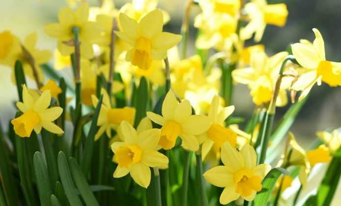 Hollyone Narcisses artificielles blanches en soie, 40 cm, fleur décorative jonquilles artificielles en pot, fleurs artificielles de printemps pour décoration de la maison, rebord de fenêtre, salon