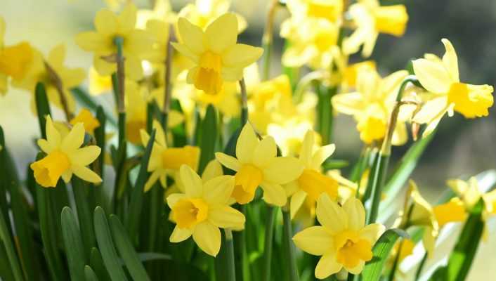 Les Narcisses ou jonquilles : Planter, Cultiver et Entretenir