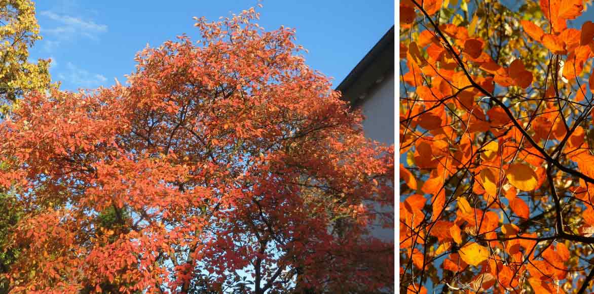 les feuilles de l'Amélanchier prennent en automne des couleurs flamboyantes