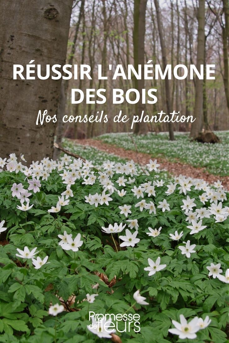 anemone des bois ou anemone sylvie reussir sa plantation