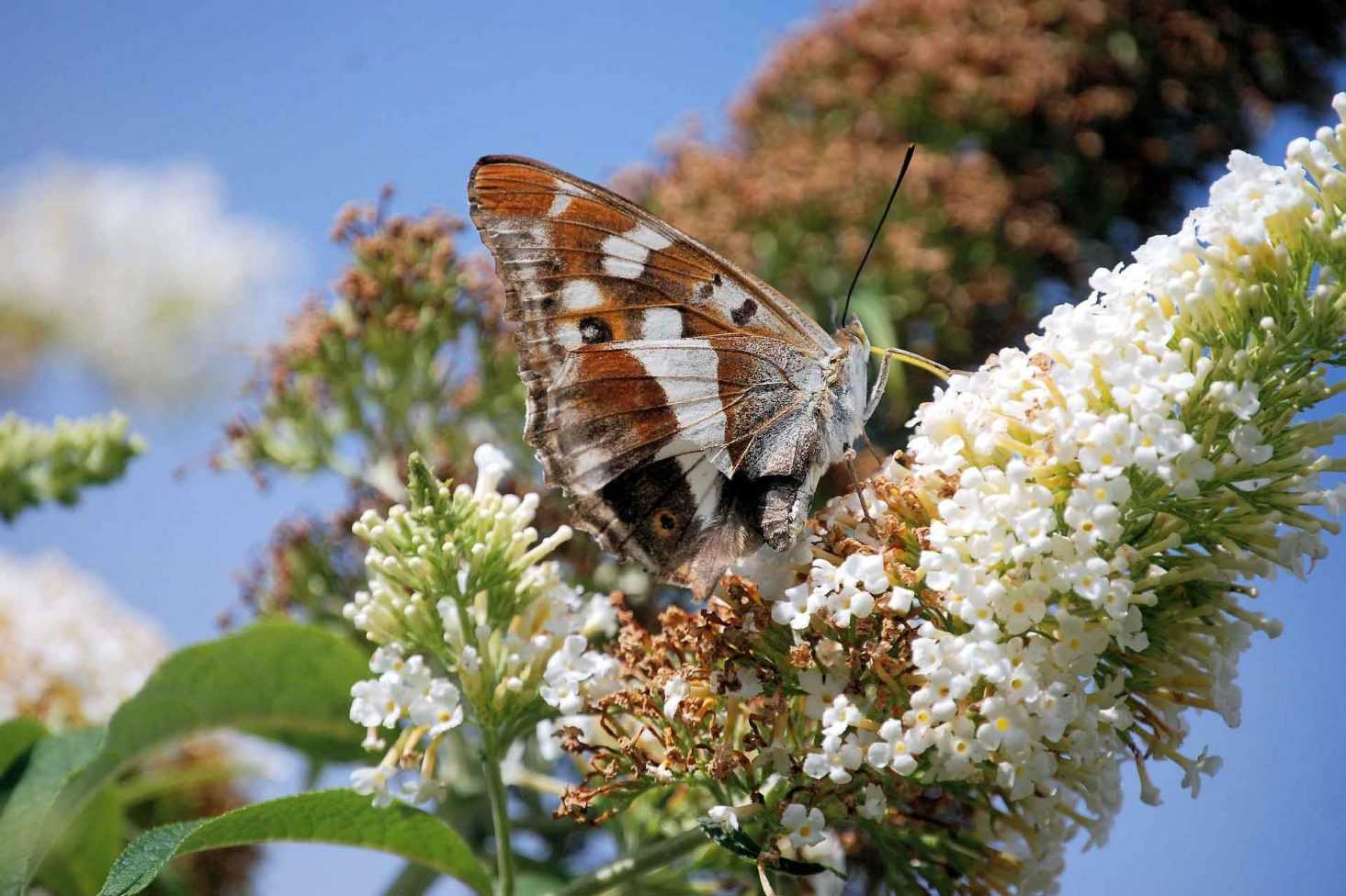 La taille du buddleia ou arbre à papillon : nos conseils