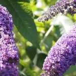 Guide complet pour cultiver l'arbre aux papillons