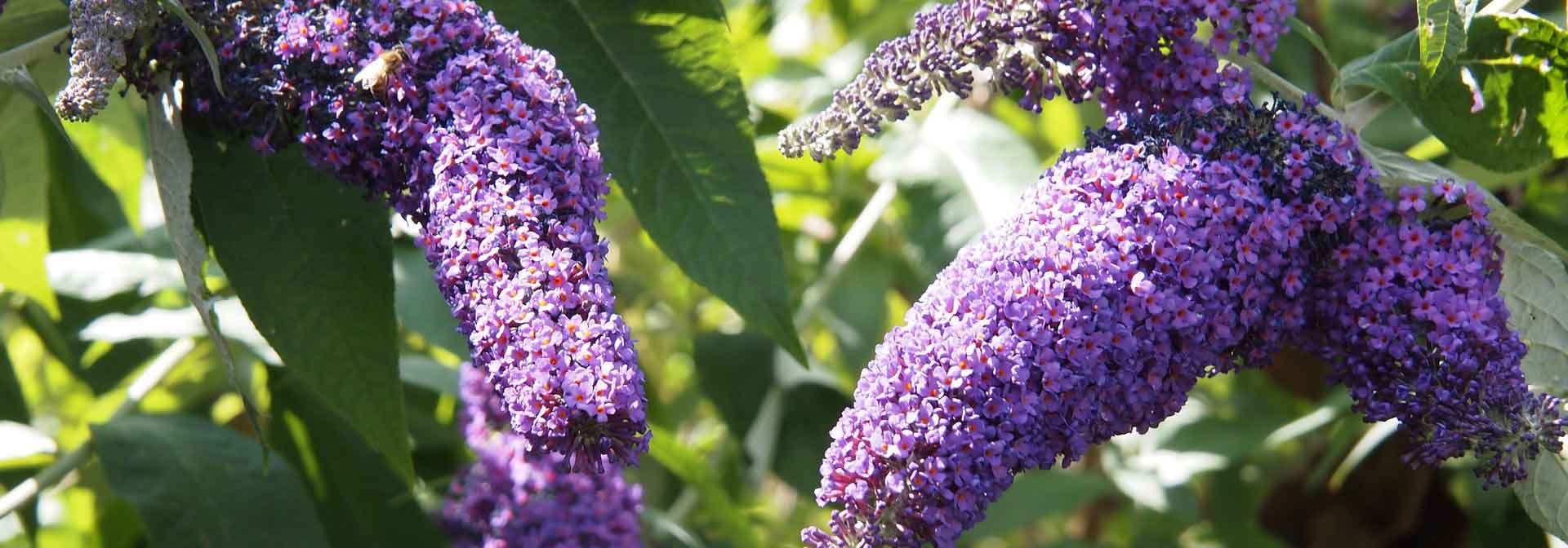 Buddleia : le guide complet pour cultiver l'arbre aux papillons