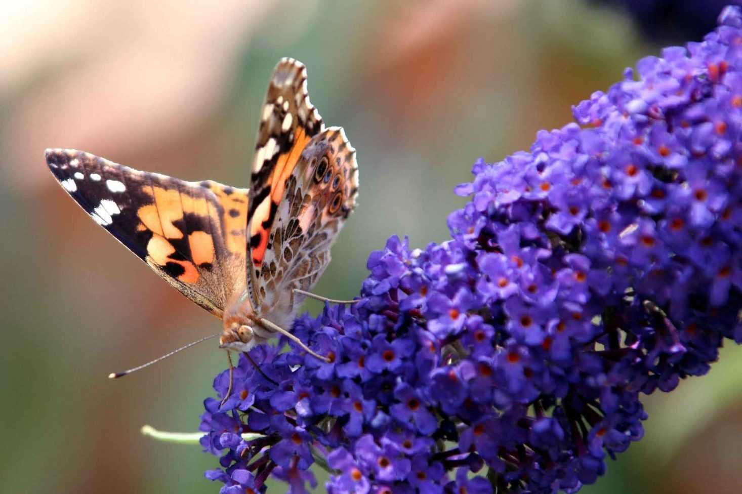 Buddleia Ou Arbre Papillons Plantation Taille Entretien buddleia-ou-arbre-papillons-plantation-taille-entretien