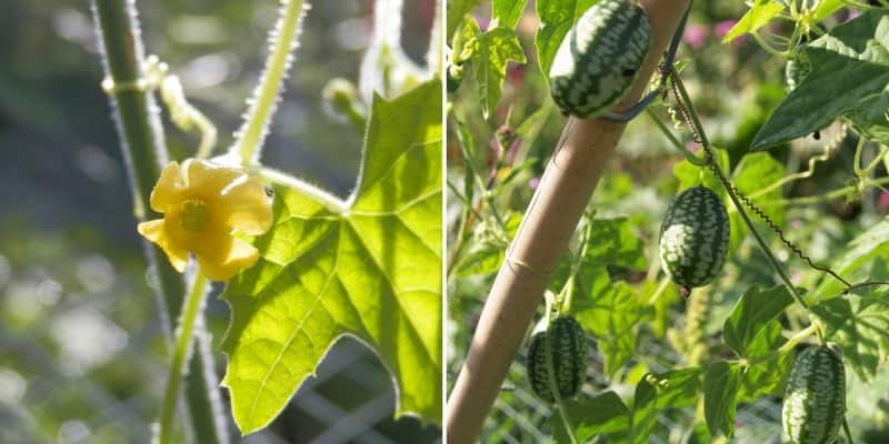 Graines Et Jeune Plante De Scabra De Cucamelon Ou De Melothria D'isolement  Sur Le Fond Blanc Photo stock - Image du croissance, agriculture: 90135206