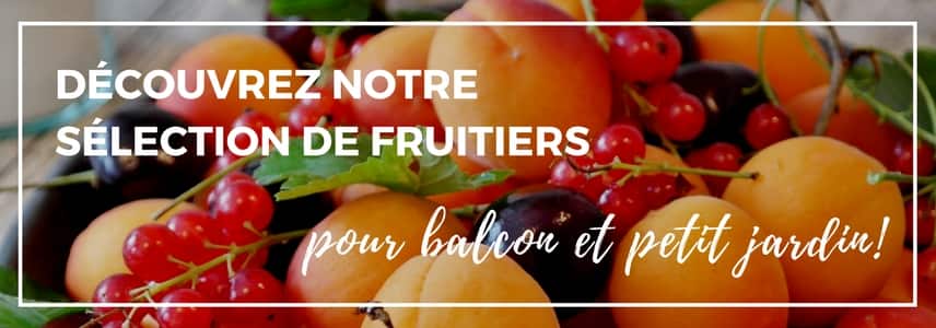 fruitiers pour balcon et petit jardin - vendus en ligne