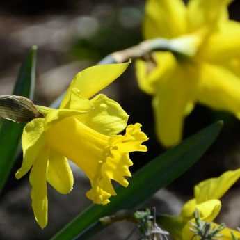 Narcisse ou jonquille : plantation et entretien
