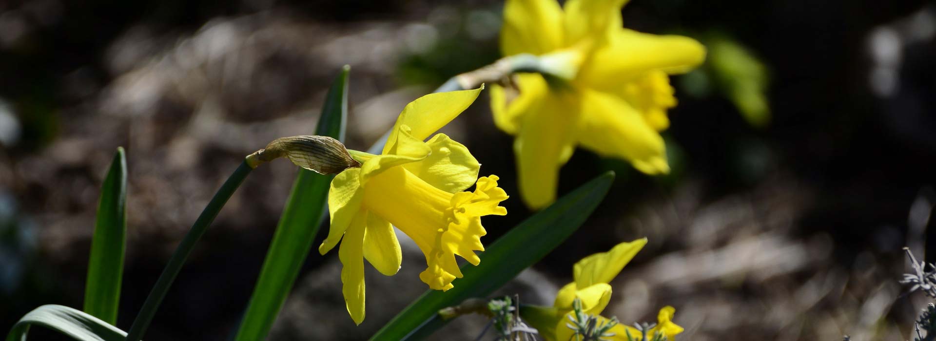 Narcisse ou jonquille : plantation et entretien