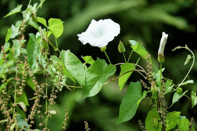 Eliminer le liseron naturellement