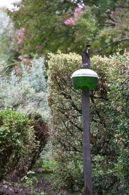 Piège à phéromones pour lutter contre la pyrale du buis