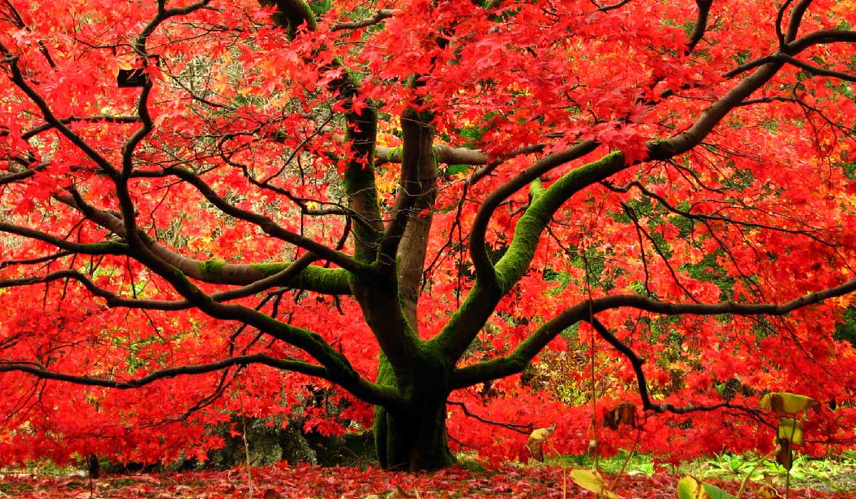 arbre pour petit jardin: érable du Japon à feuilles rouges