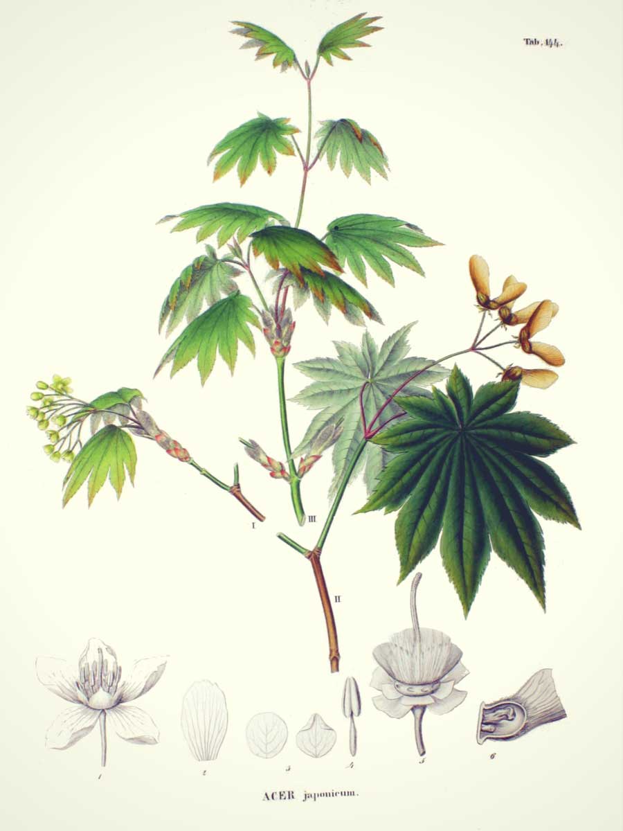 Une illustration botanique de l'Erable du Japon, Acer japonicum. 