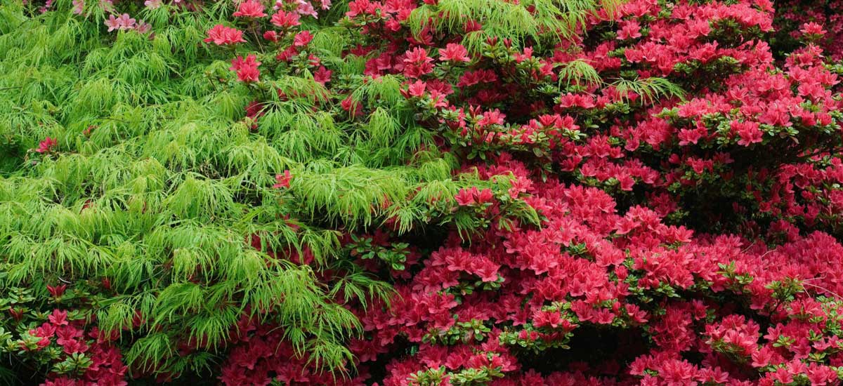 Erable du Japon et Rhododendron
