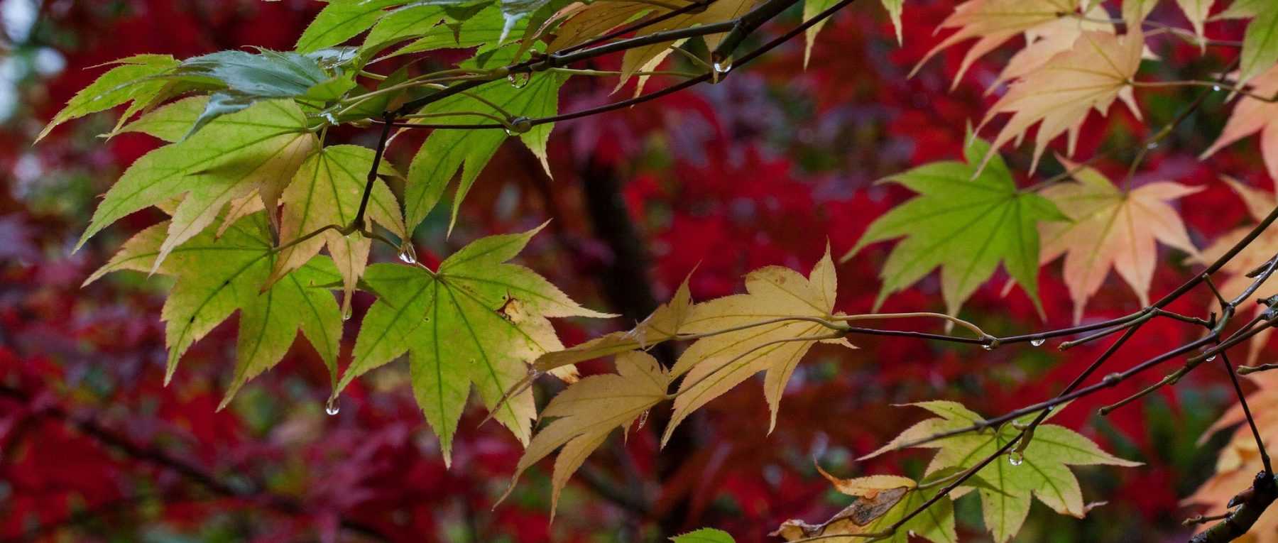 Décoration de Noël pour la maison 1,7 m Feuilles d'érable d