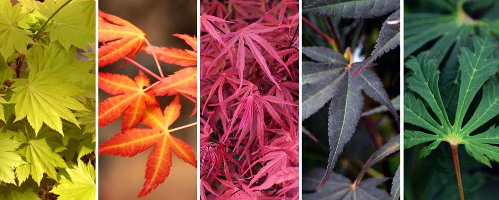 La diversité des couleurs de feuilles d'Erables japonais